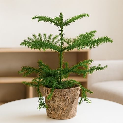 Room pine with birch pot