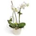 Weiße Phalaenopsis Orchidee