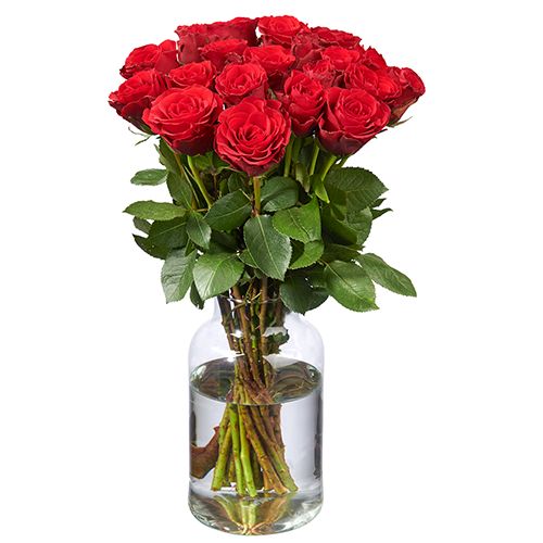 20 Rote Rosen (50 cm)
