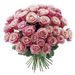 Rosa Rosen in Vollendung