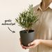 Olive tree shrub 35cm + free planter