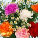 Happy Carnations