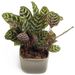 Tropical Calathea