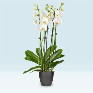 White orchid (L)