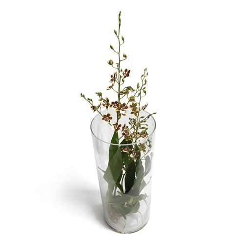 Oncidium Orchidee in glazen pot