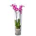 Orchidée rose 2 branches + vase