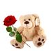 Een rode roos met teddybeer