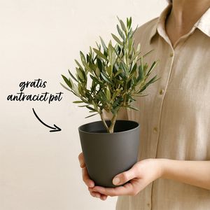 Olive tree shrub 35cm + free planter