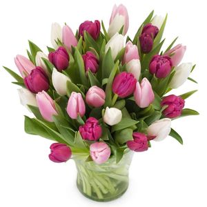 Purple / white and pink tulips