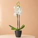 White orchid 60 cm