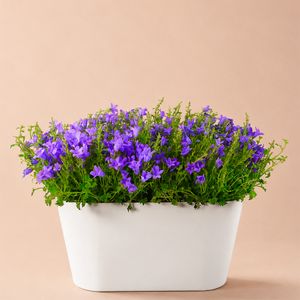 Campanula lila + gratis pot wit