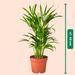 Areca palm | Goudpalm 60cm