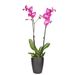 Roze orchidee
