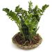Zamioculcas