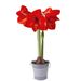 Amaryllis bulb red