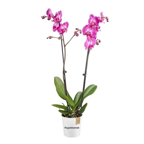 Roze Orchideee