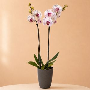 Lila gefleckte Orchidee