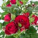 Elegant tree rose red