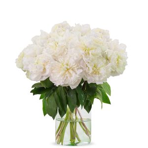 Witte dubbele pioenrozen