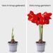 Amaryllis bulb red