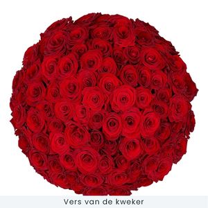 80 Red Roses Red Naomi | breeder