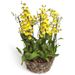 Gelbe Oncidium Orchidee