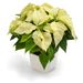 Poinsettia white pot