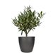 Olive tree shrub 35cm + free planter