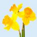 2 Daffodils in a free Duopot