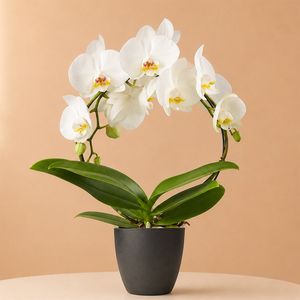 Orchidee boog