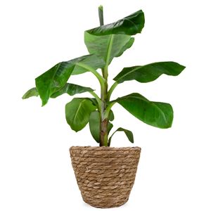 Bananenpflanze | Musa Dwarf Cavendish 90cm