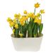 2 Daffodils + free duopot