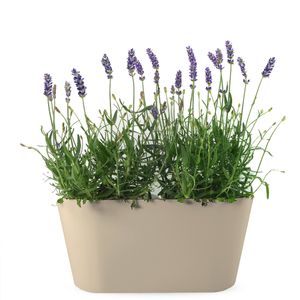 Lavendel paars + gratis duobak taupe