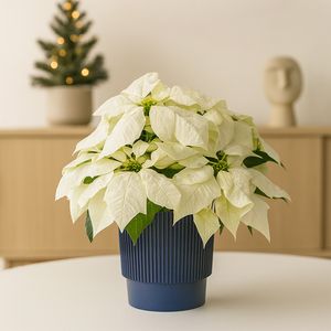 Kerstster wit met blauwe ribbelpot