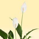 Lepelplant | Spathiphyllum (L)