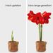 Amaryllis bulb red