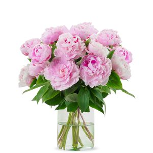 Pivoines doubles roses