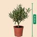 Olive tree shrub 35cm + free basket