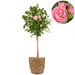Graceful standard rose pink