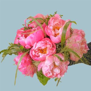 Rosa Pfingstrosen Lizzy