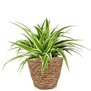 Spider plant | Chlorophytum