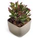 Fuchsia Cactus