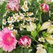 Bouquet Ambre
