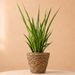 Bogenhanf | Sanseveria kirkii Friends