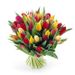 Tulips in mixed colors