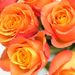 Lange oranje rozen | kies aantal