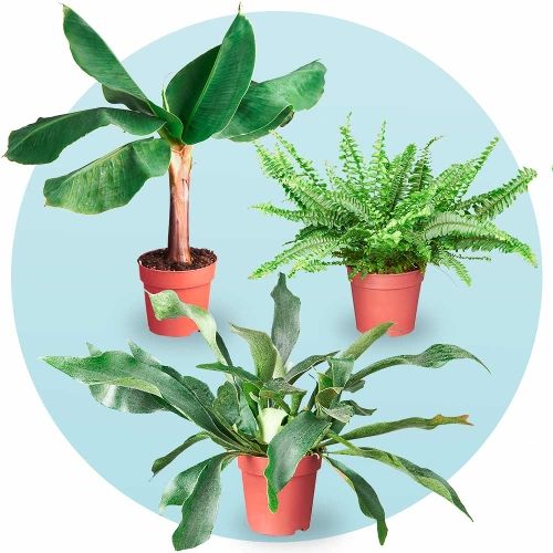Tropische Plantenpakket