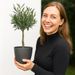Olivenbaum 50cm + gratis Topf