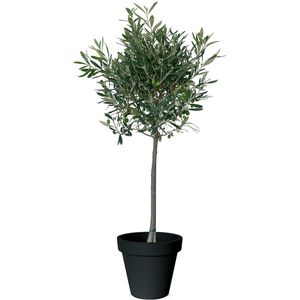 Olijfboom 100 cm