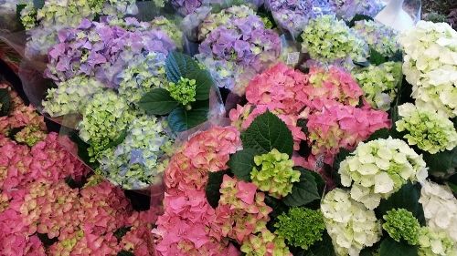 Mooie kleuren van de Hortensia's bij van Briemen Bloemen Klazienaveen